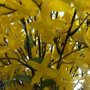 Meet your Posher, Stella